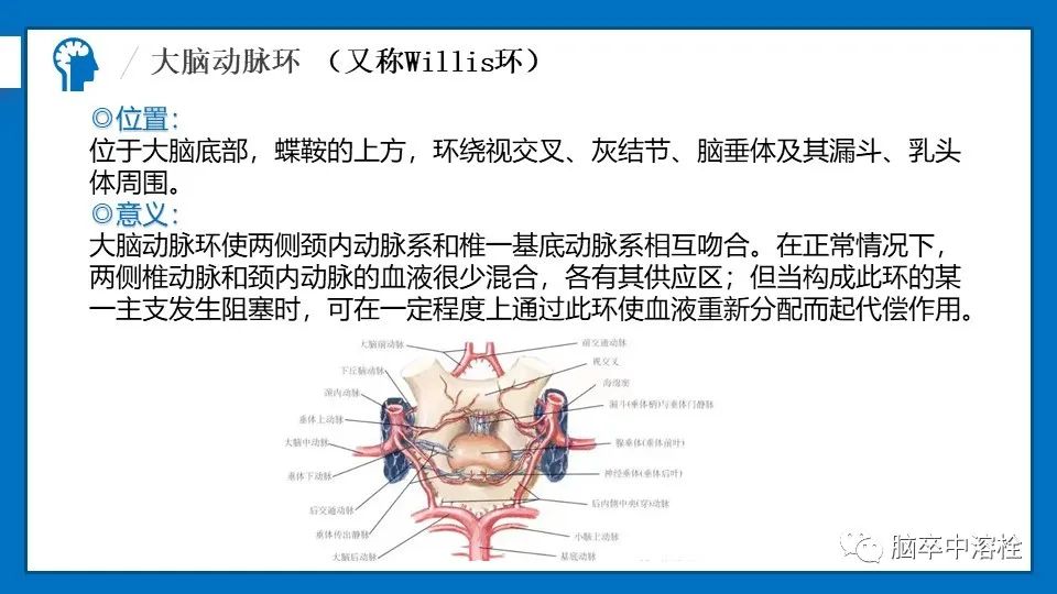 影像PPT - 【PPT】脑血管经典解剖-20