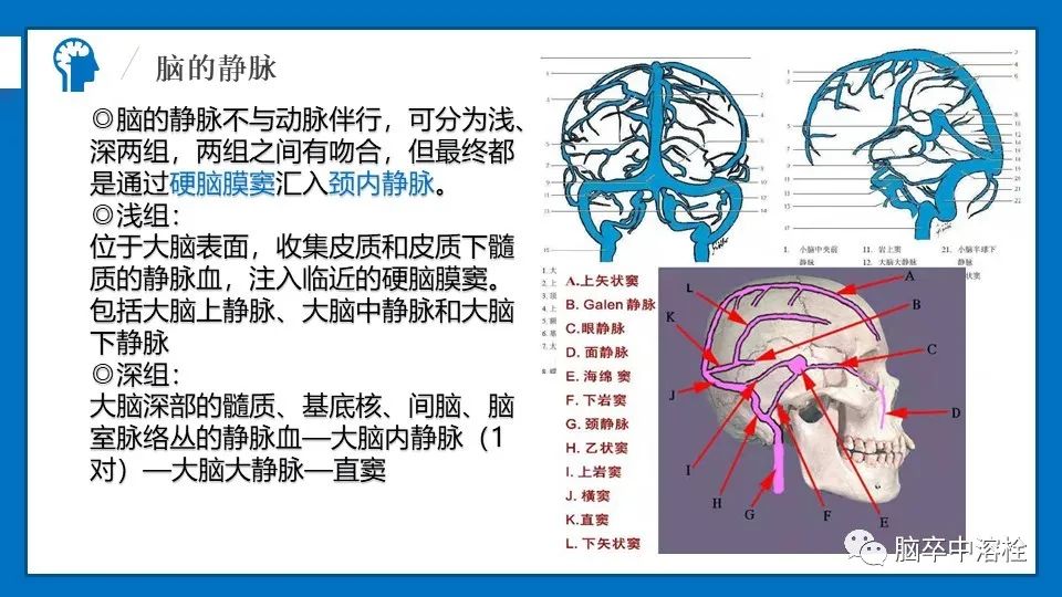 影像PPT - 【PPT】脑血管经典解剖-21