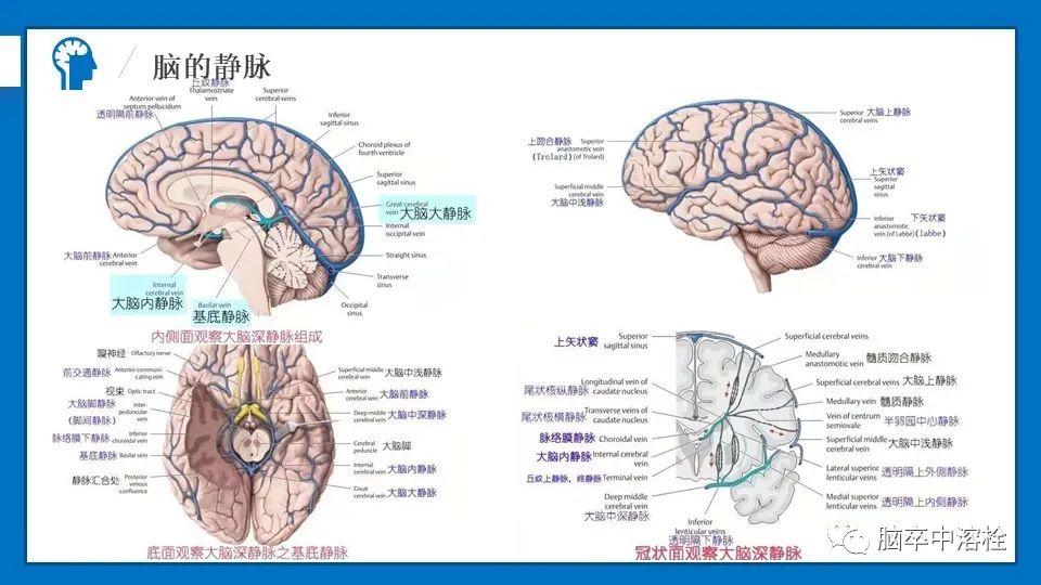 影像PPT - 【PPT】脑血管经典解剖-22