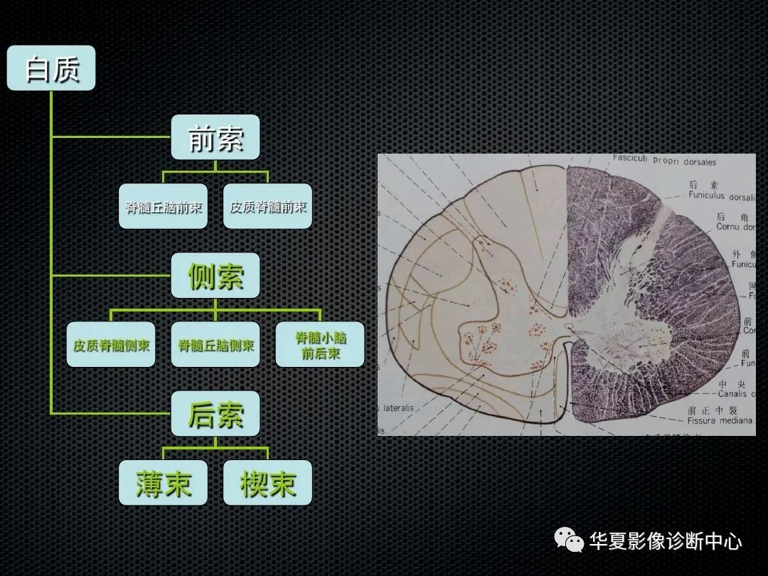 影像PPT - 【PPT】脊髓亚急性联合变性的MRI诊断-5