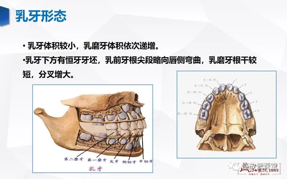 影像PPT - 【PPT】儿童牙齿的解剖和变异-4