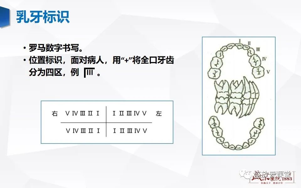 影像PPT - 【PPT】儿童牙齿的解剖和变异-5