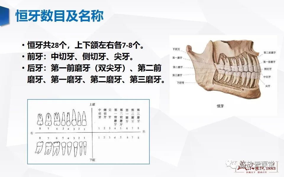 影像PPT - 【PPT】儿童牙齿的解剖和变异-8