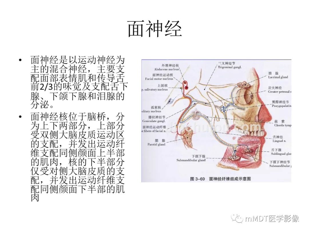 影像PPT - 【PPT】行走在孔道里的面神经-2