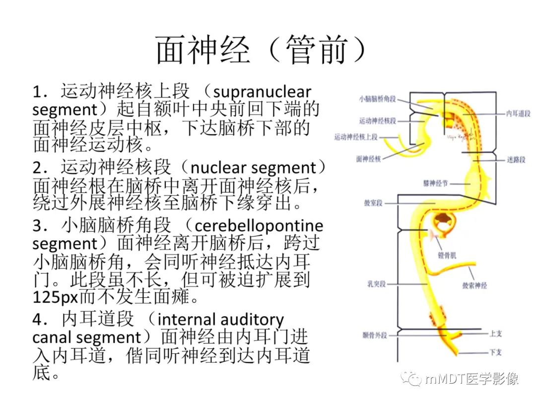 影像PPT - 【PPT】行走在孔道里的面神经-5