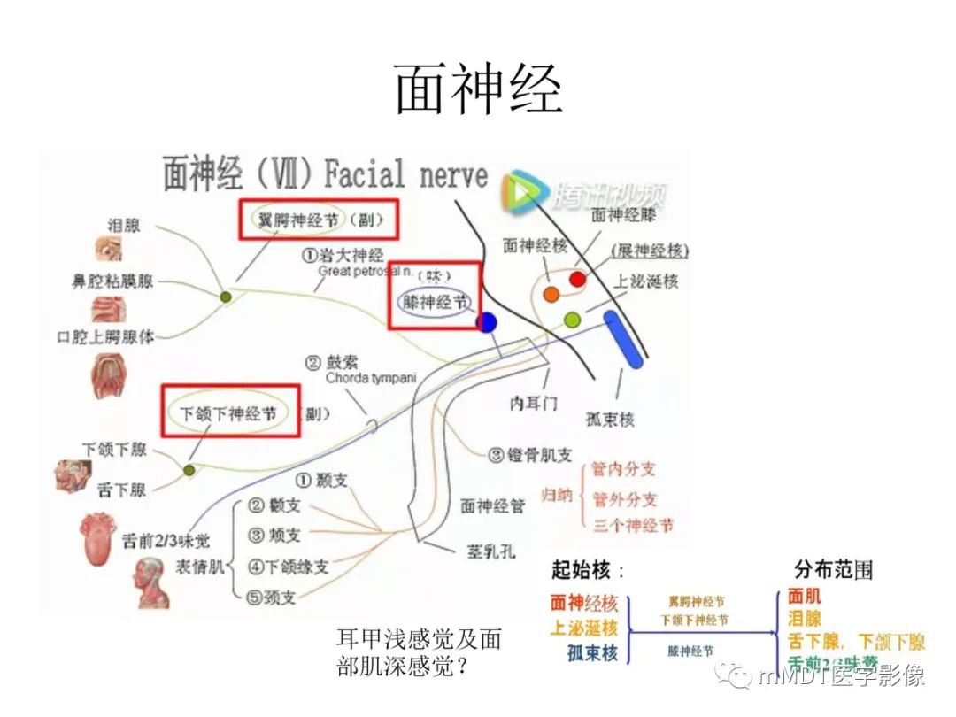 影像PPT - 【PPT】行走在孔道里的面神经-13