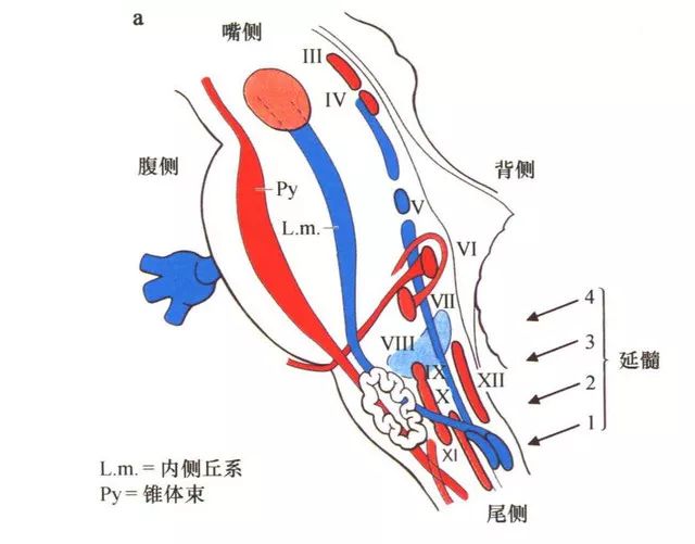 影像PPT - 10大常见脑干综合征-25 影像PPT - 10大常见脑干综合征-25