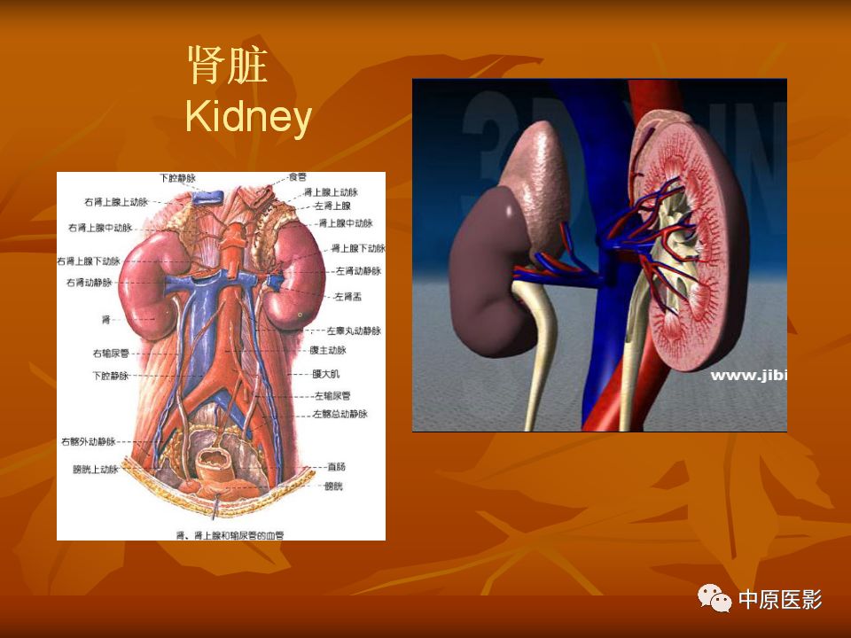 影像PPT - 【PPT】常规MRI检查在肾脏疾病中的应用-2