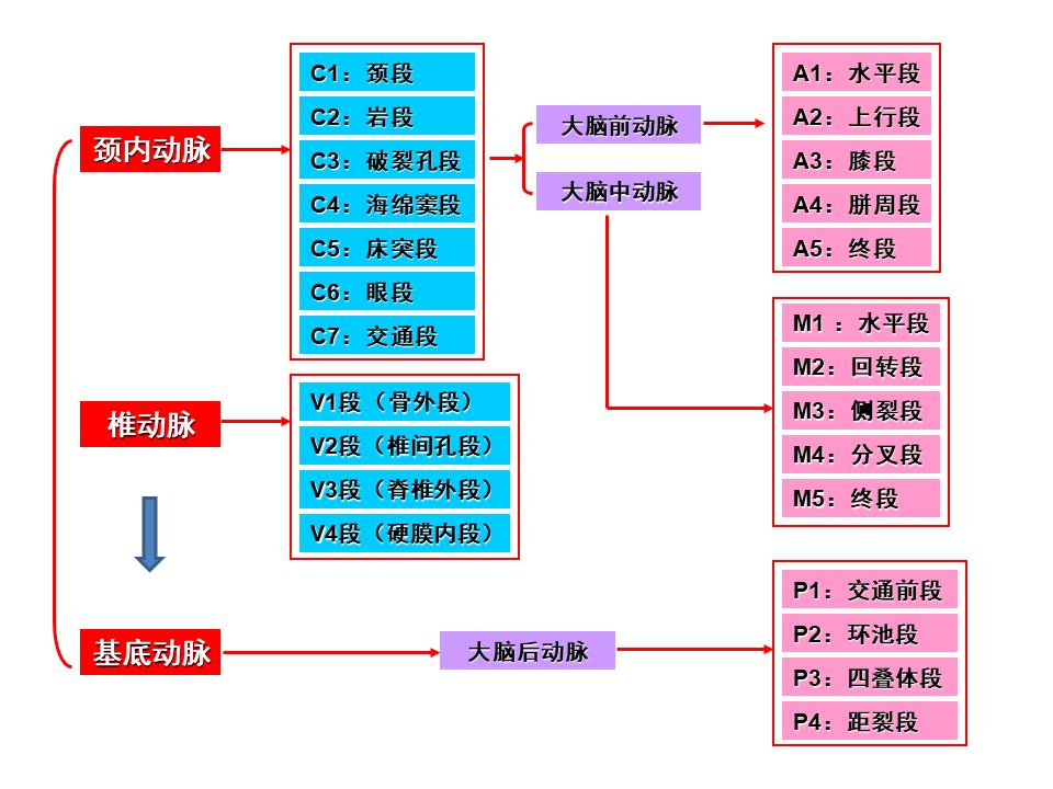 影像PPT - 【PPT】脑动脉分段解析-3