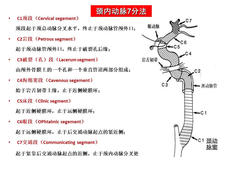 影像PPT - 【PPT】脑动脉分段解析-6