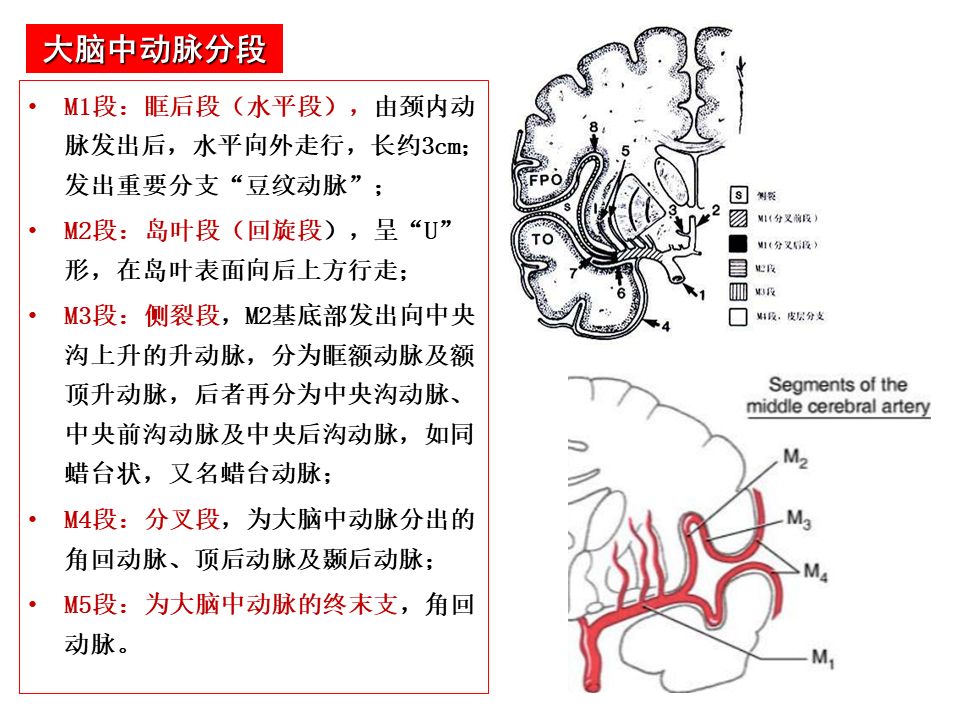 影像PPT - 【PPT】脑动脉分段解析-8