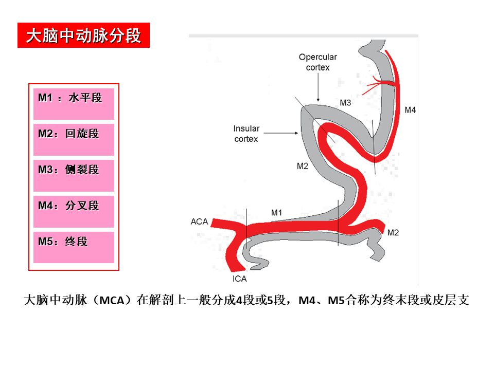 影像PPT - 【PPT】脑动脉分段解析-7