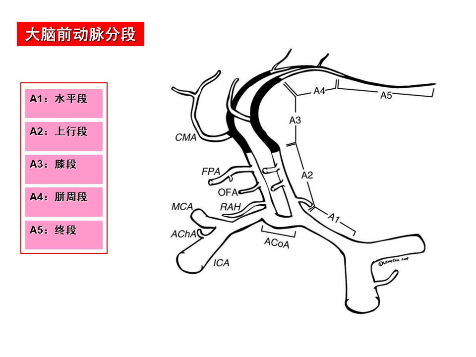 影像PPT - 【PPT】脑动脉分段解析-9