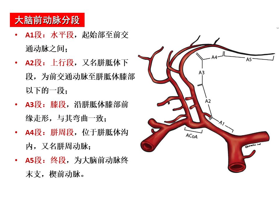 影像PPT - 【PPT】脑动脉分段解析-10