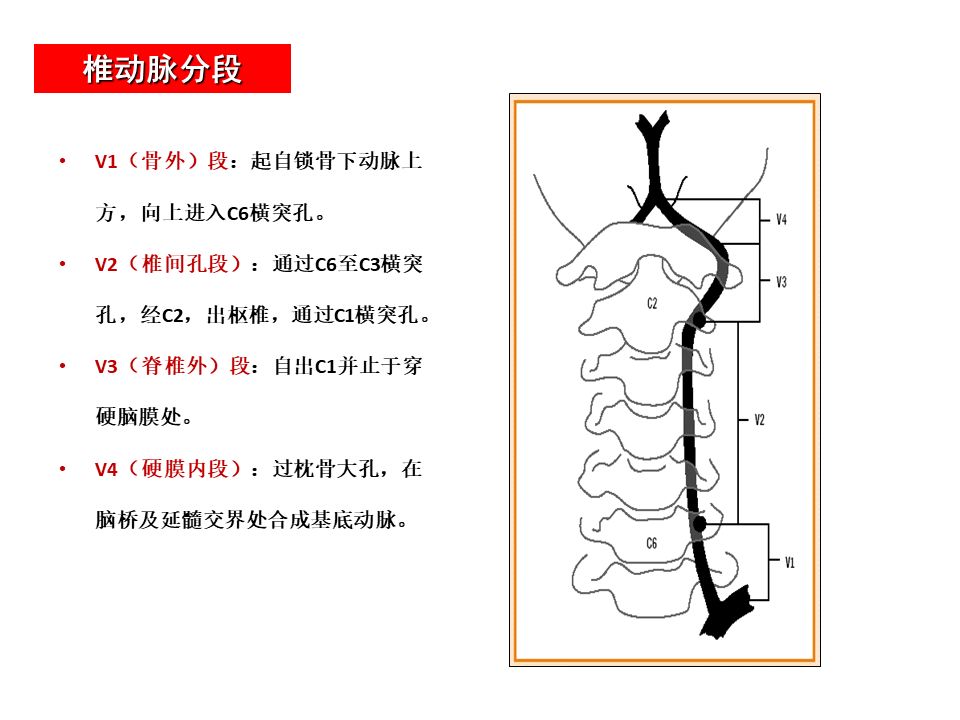 影像PPT - 【PPT】脑动脉分段解析-12