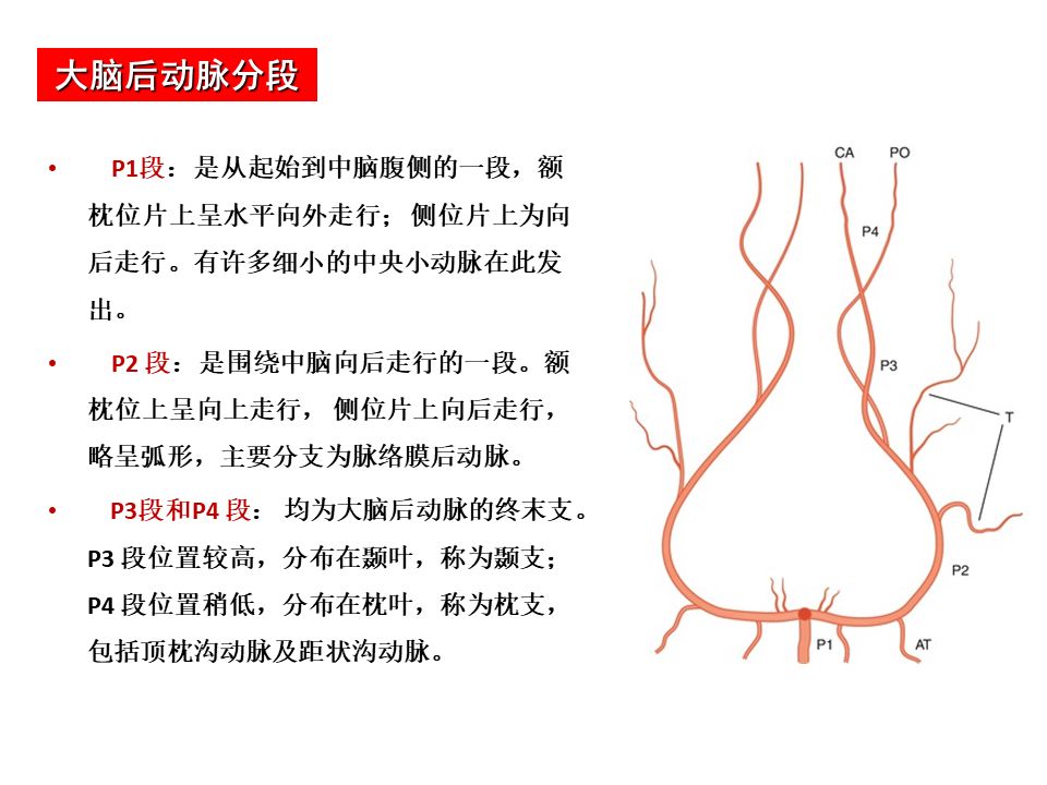 影像PPT - 【PPT】脑动脉分段解析-14