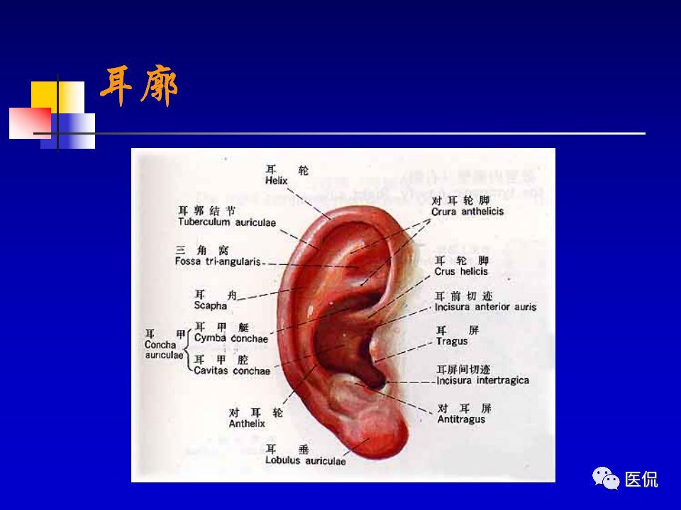 影像PPT - 【PPT】耳部影像诊断-5