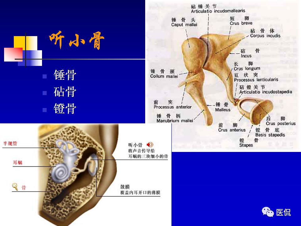 影像PPT - 【PPT】耳部影像诊断-18