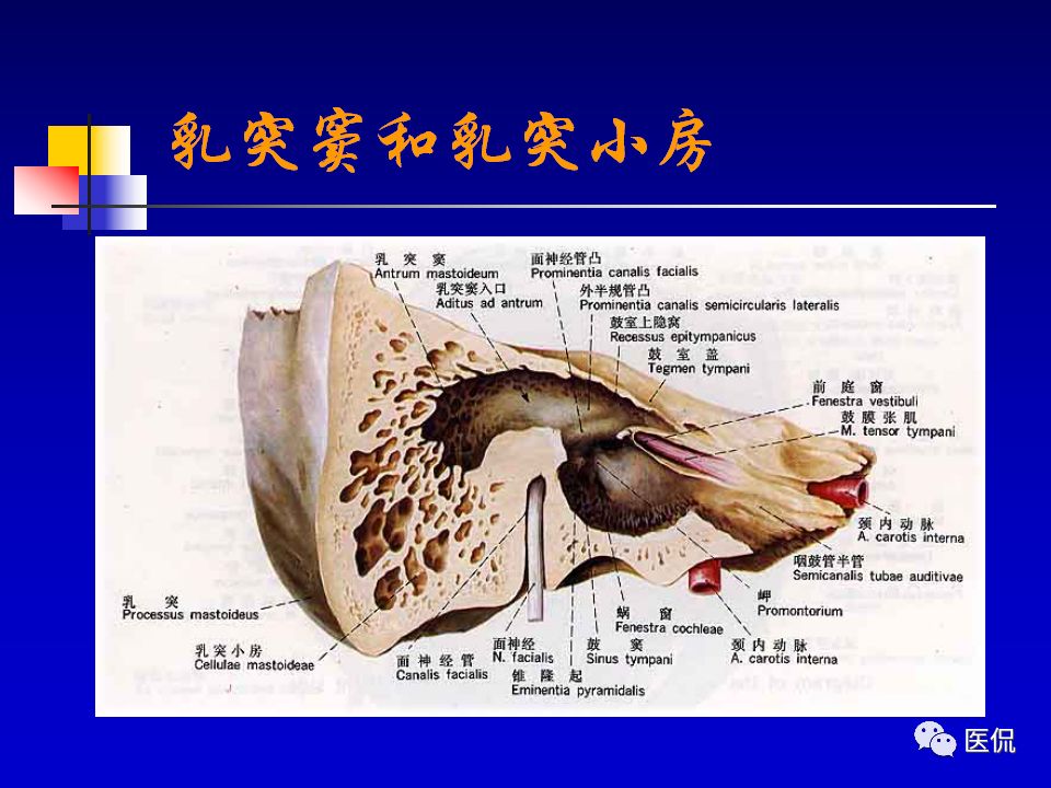 影像PPT - 【PPT】耳部影像诊断-17