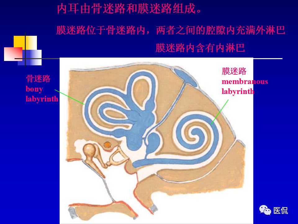 影像PPT - 【PPT】耳部影像诊断-20