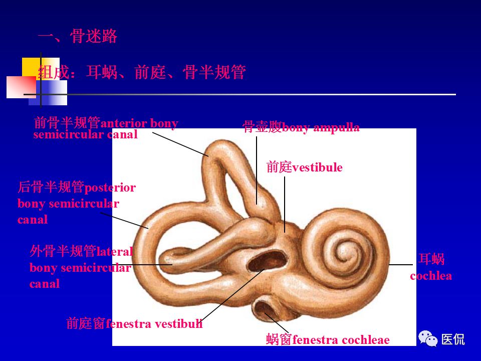 影像PPT - 【PPT】耳部影像诊断-21