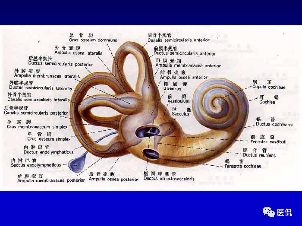 影像PPT - 【PPT】耳部影像诊断-22