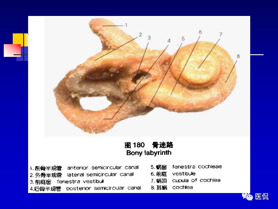 影像PPT - 【PPT】耳部影像诊断-23