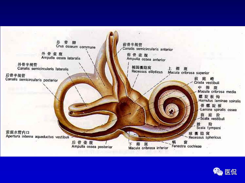 影像PPT - 【PPT】耳部影像诊断-24