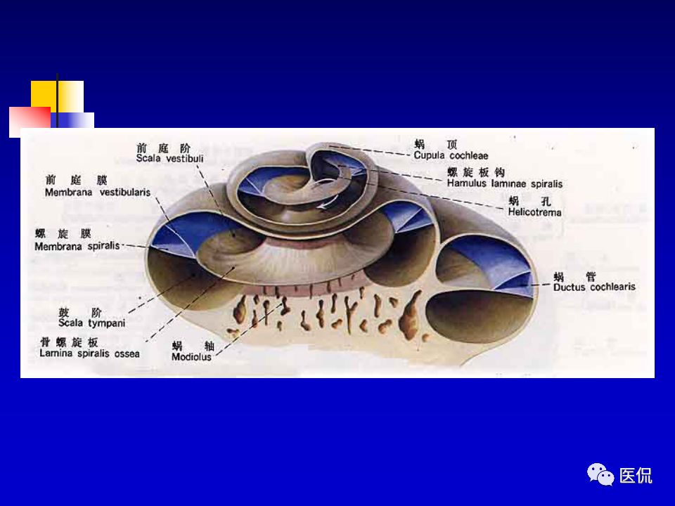 影像PPT - 【PPT】耳部影像诊断-25