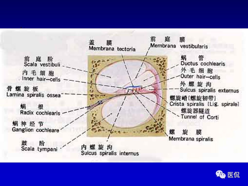 影像PPT - 【PPT】耳部影像诊断-28