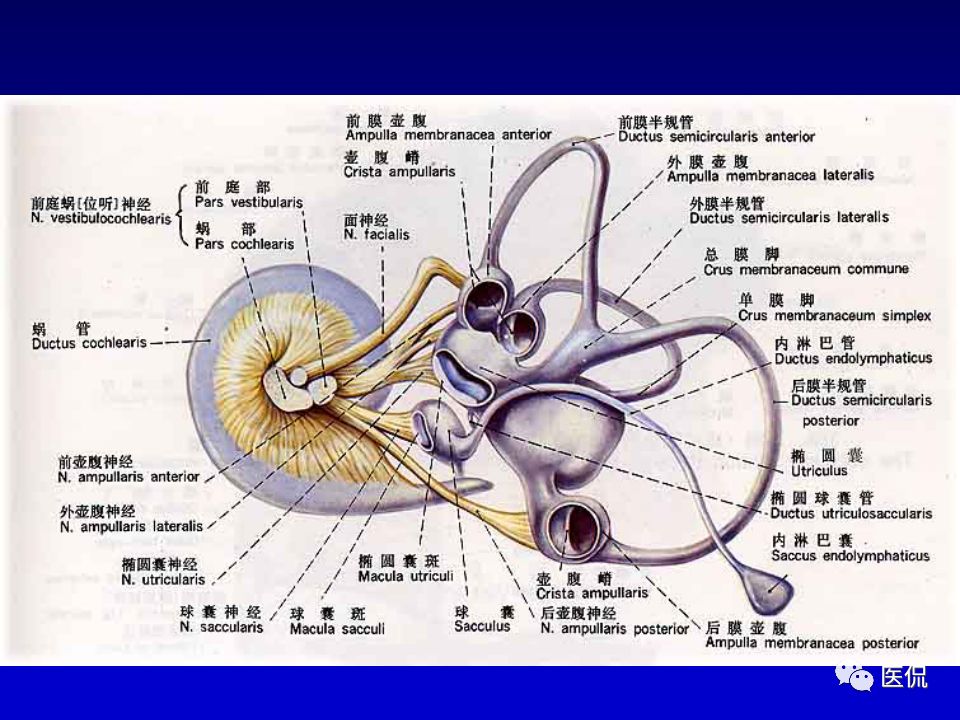 影像PPT - 【PPT】耳部影像诊断-27