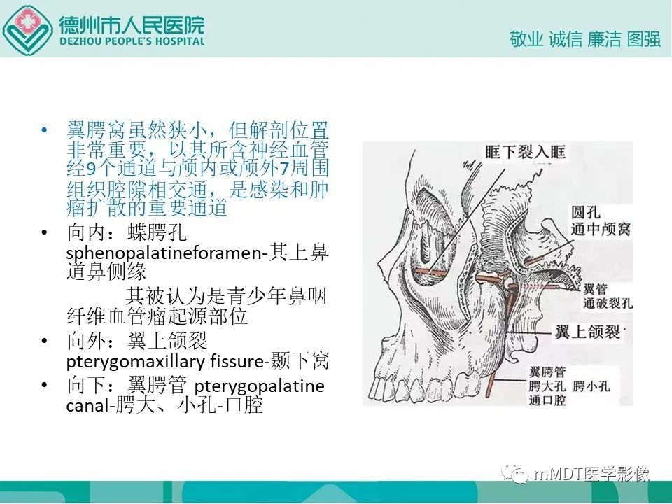 影像PPT - 【PPT】小小孔穴连洞天——翼腭窝的颅底交通-7