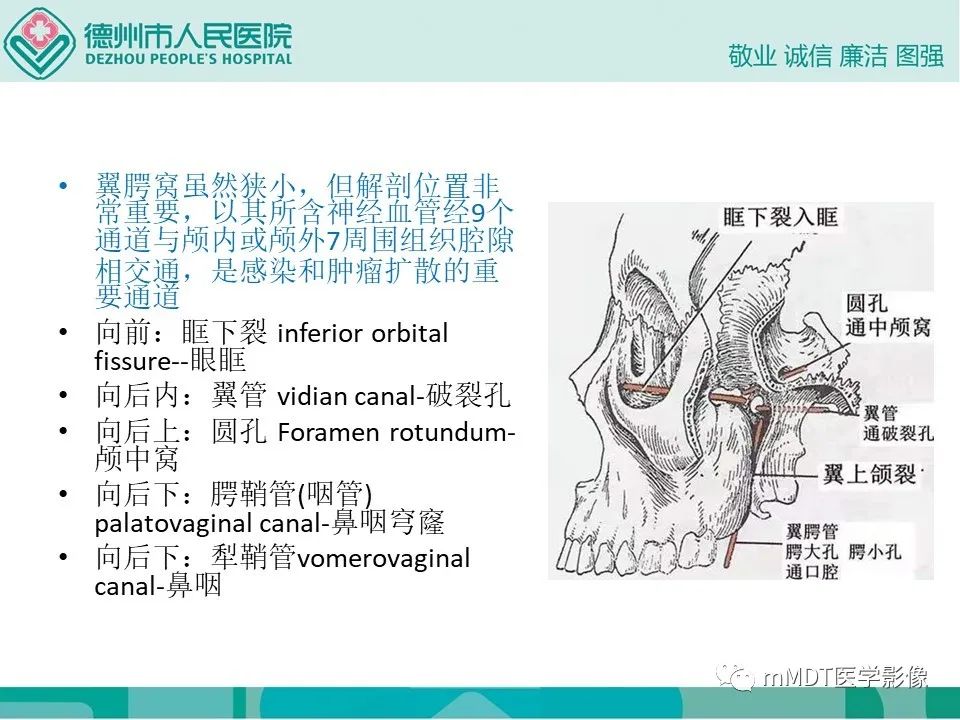 影像PPT - 【PPT】小小孔穴连洞天——翼腭窝的颅底交通-6