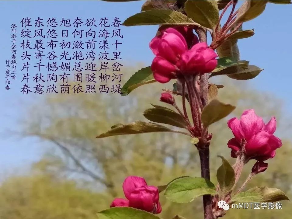 影像PPT - 【PPT】小小孔穴连洞天——翼腭窝的颅底交通-26