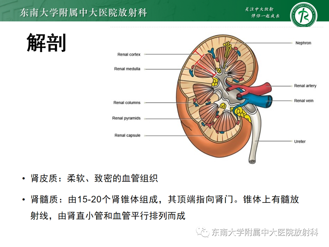 影像PPT - 【PPT】肾脏淋巴瘤-2