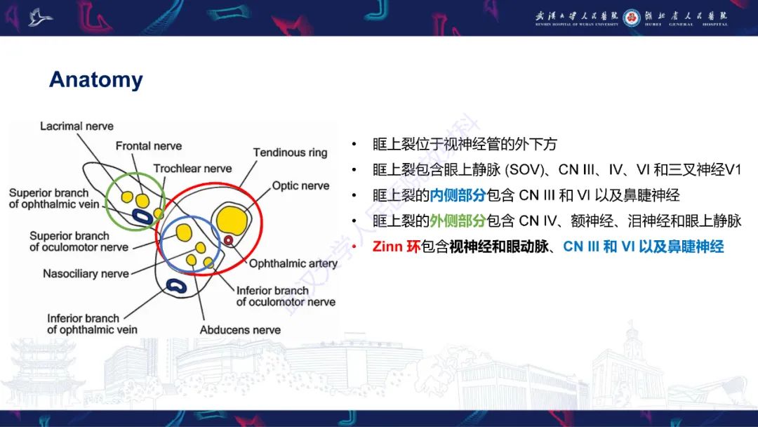 影像PPT - 【PPT】眶尖疾病影像诊断-5