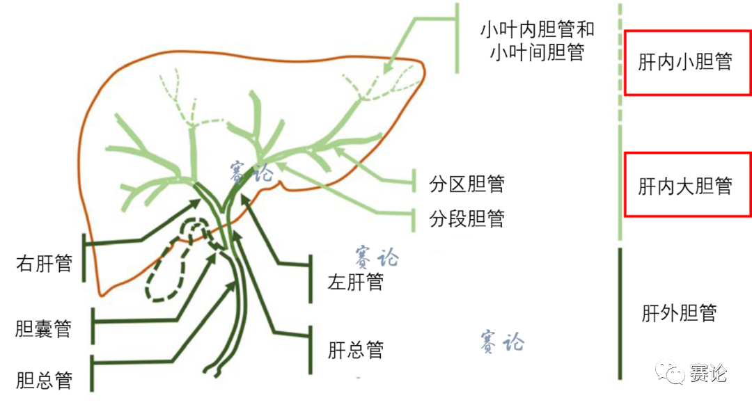 影像PPT - 肝内胆管细胞癌影像学诊断及鉴别诊断-21 影像PPT - 肝内胆管细胞癌影像学诊断及鉴别诊断-21