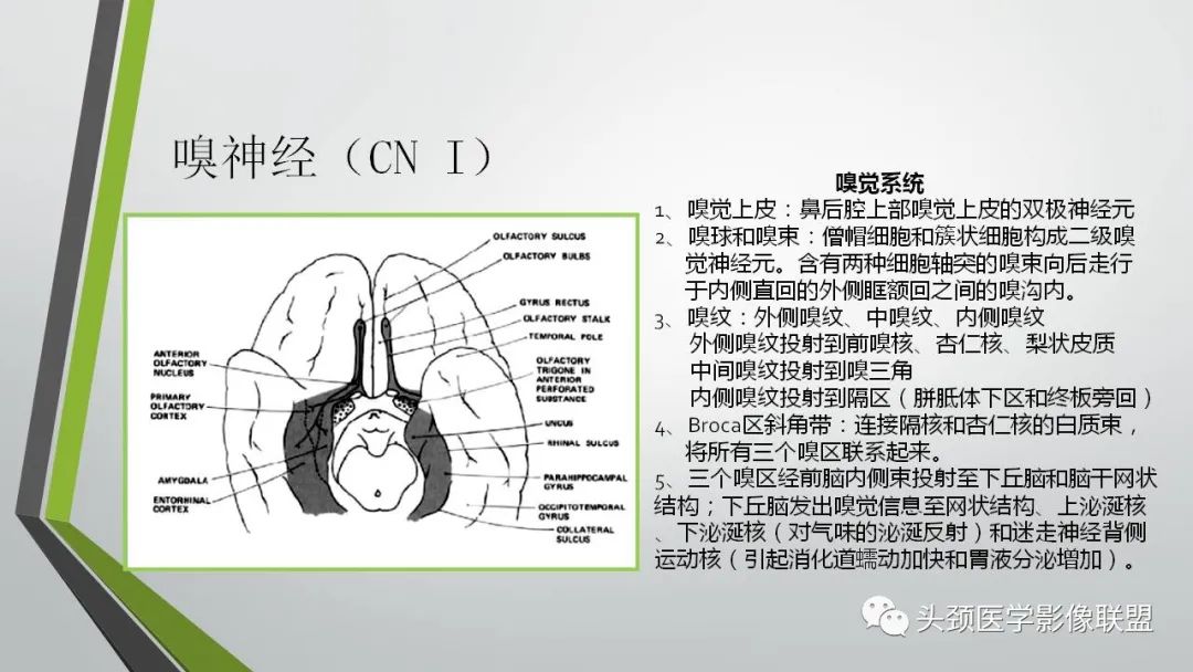 影像PPT - 【PPT】颅内神经影像解剖与病例-8