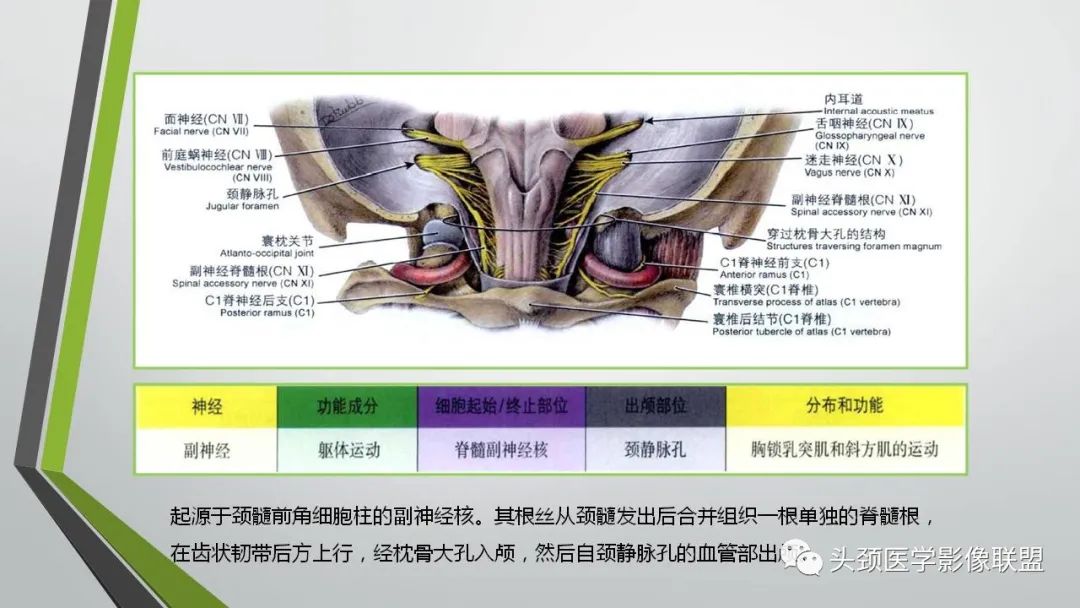 影像PPT - 【PPT】颅内神经影像解剖与病例-86
