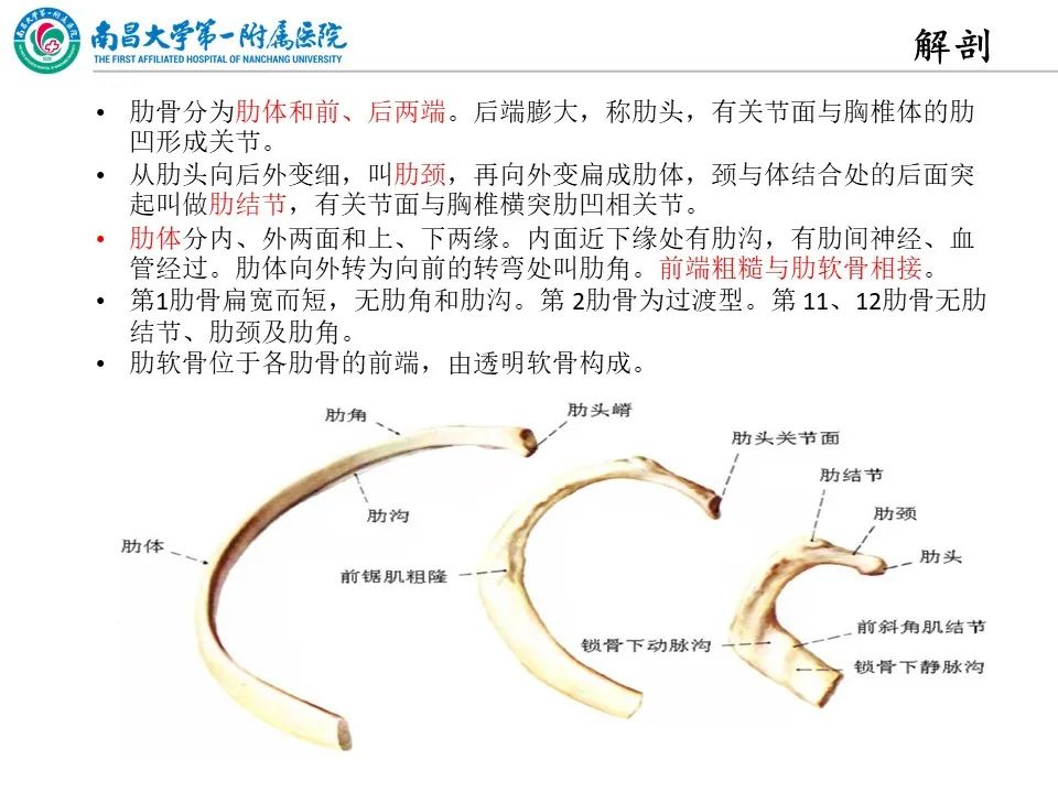 影像PPT - 【PPT】非创伤性肋骨病变及影像诊断思路-3