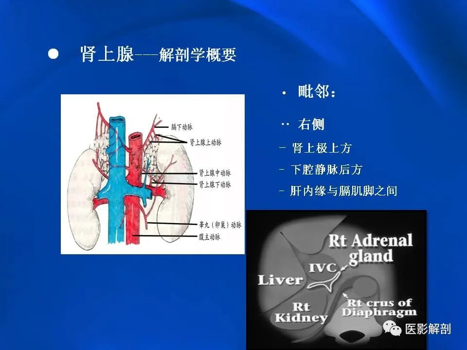 影像PPT - 【PPT】肾上腺解剖及相关病变的影像诊断-5