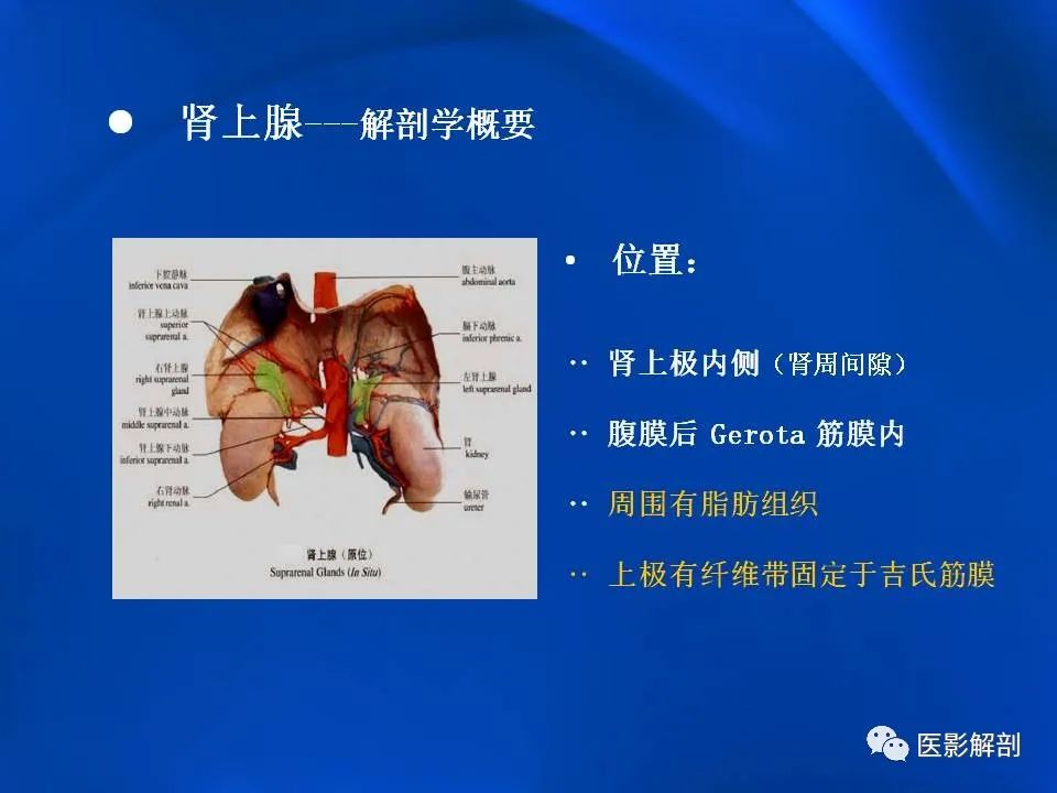 影像PPT - 【PPT】肾上腺解剖及相关病变的影像诊断-3