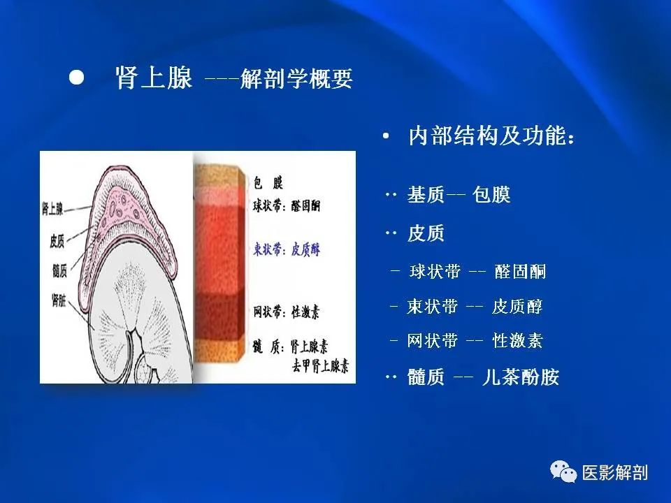 影像PPT - 【PPT】肾上腺解剖及相关病变的影像诊断-7