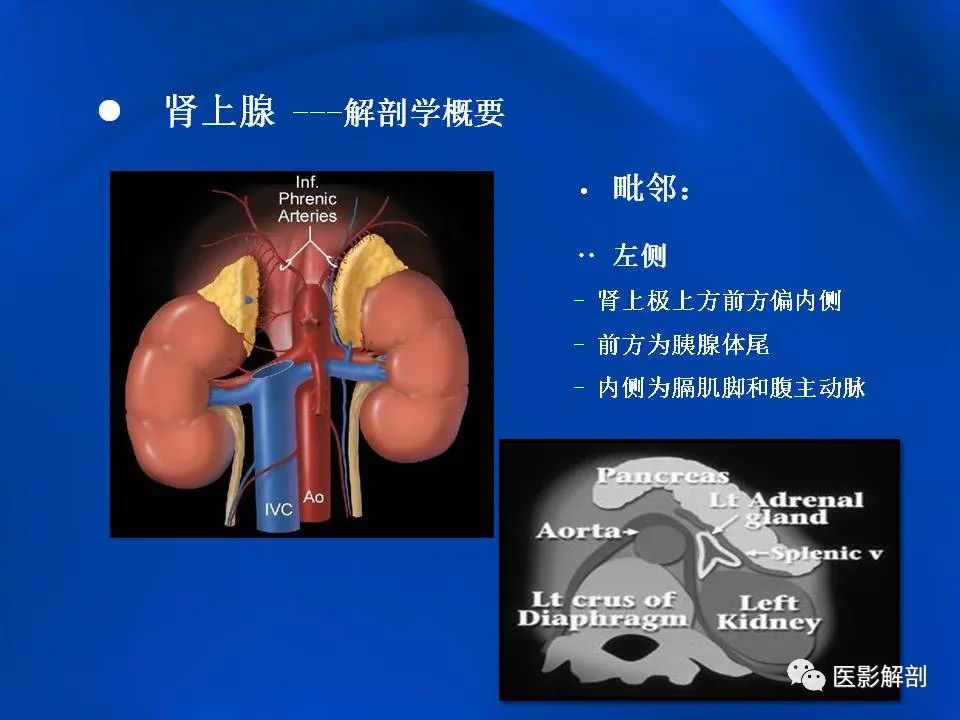 影像PPT - 【PPT】肾上腺解剖及相关病变的影像诊断-6