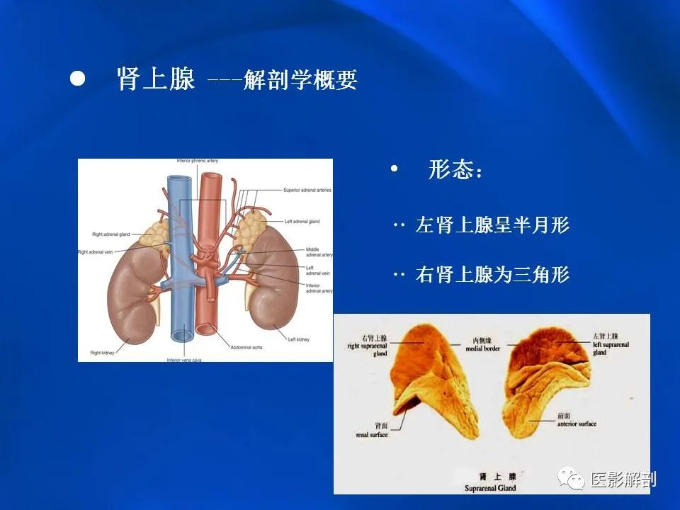 影像PPT - 【PPT】肾上腺解剖及相关病变的影像诊断-4