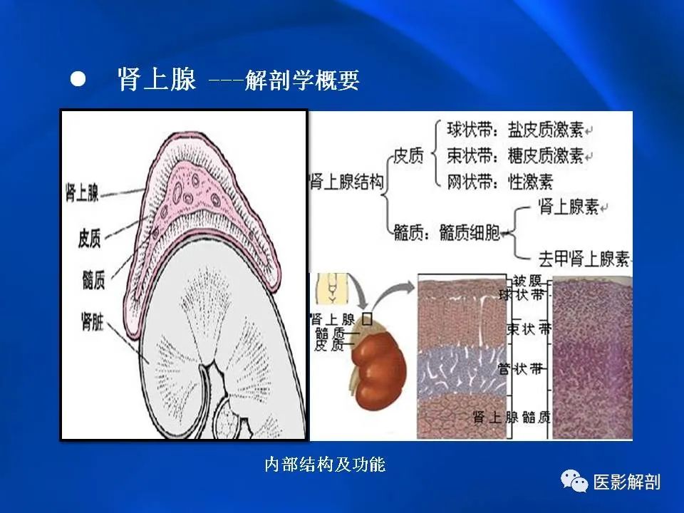 影像PPT - 【PPT】肾上腺解剖及相关病变的影像诊断-8