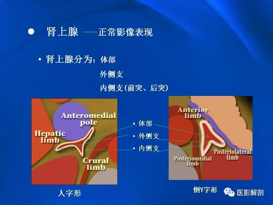 影像PPT - 【PPT】肾上腺解剖及相关病变的影像诊断-9