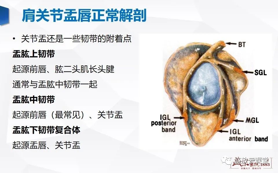 影像PPT - 【PPT】肩关节盂唇解剖及变异-6