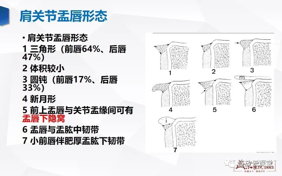 影像PPT - 【PPT】肩关节盂唇解剖及变异-8