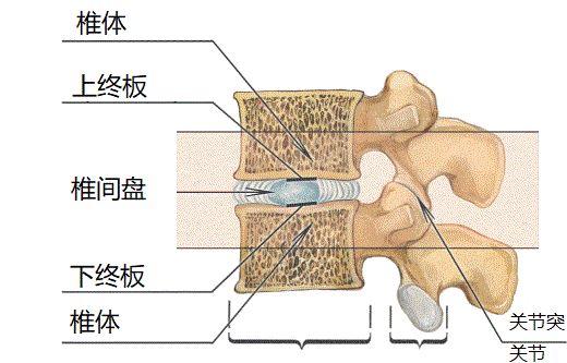影像PPT - 椎体终板炎发生机制、分型以及 MRI 表现-1 影像PPT - 椎体终板炎发生机制、分型以及 MRI 表现-1